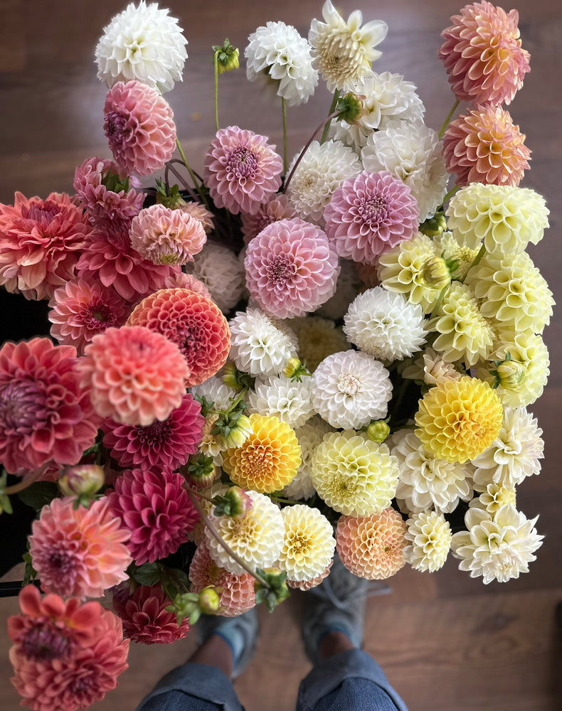 Wedding dahlias