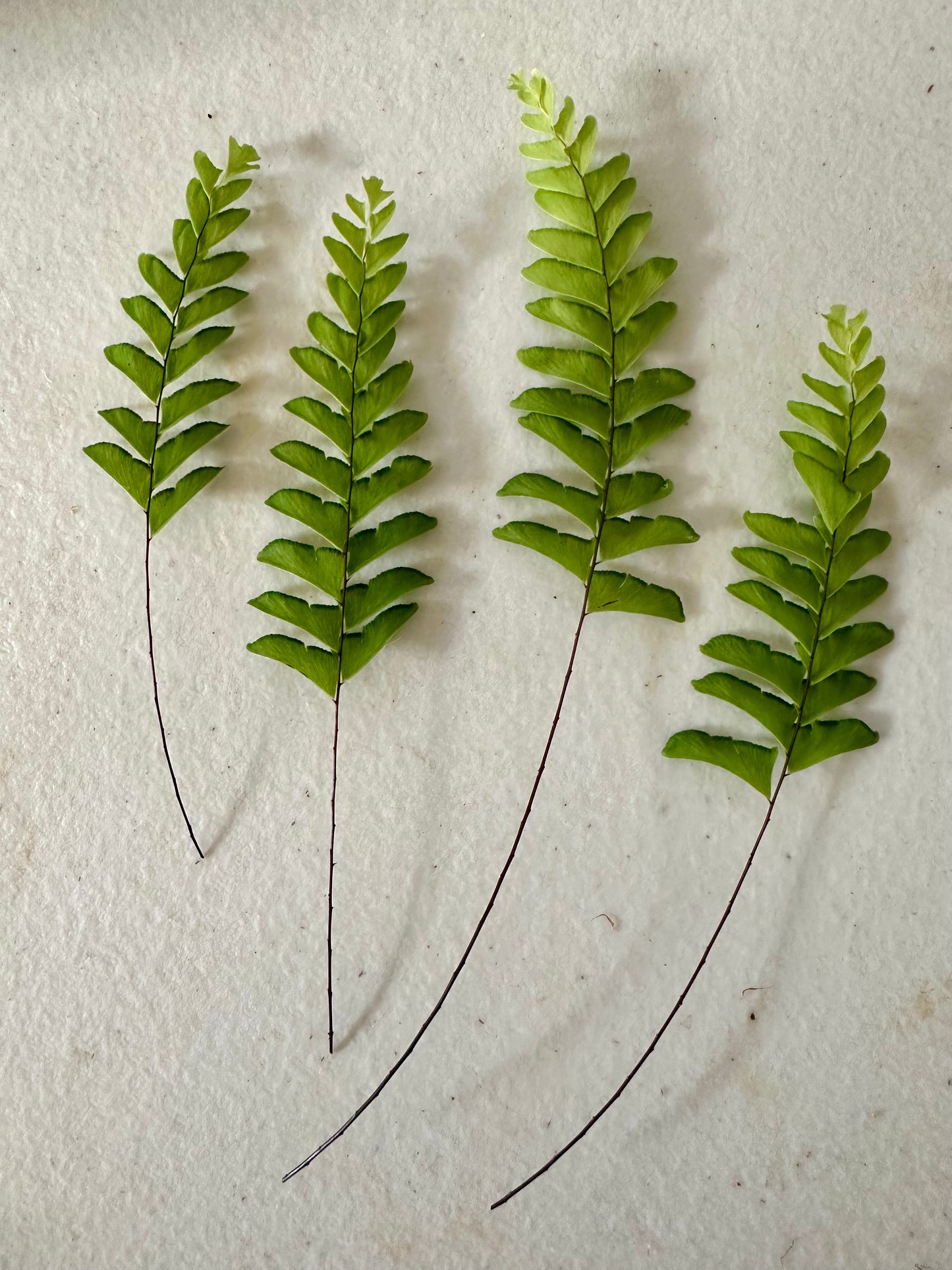 Ferns for a woodland wedding.