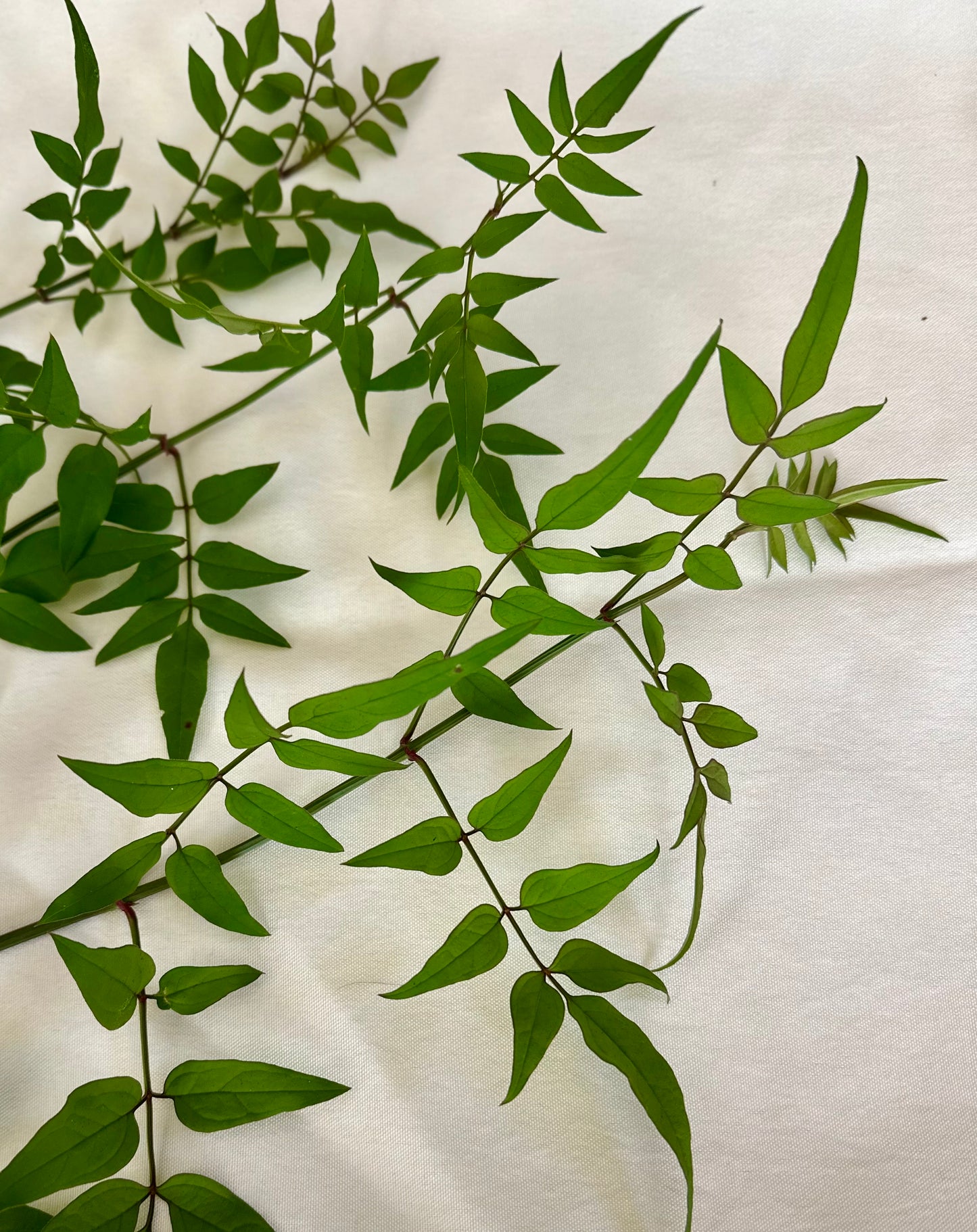 Jasmine vines for bridal bouquet
